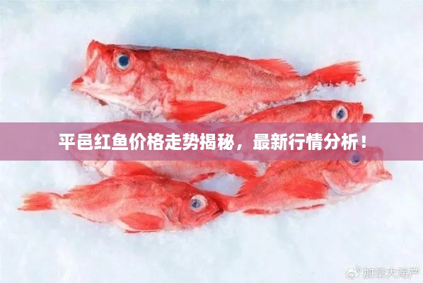 平邑紅魚價(jià)格走勢揭秘，最新行情分析！