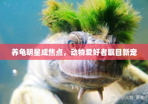 養(yǎng)龜明星成焦點(diǎn)，動物愛好者矚目新寵