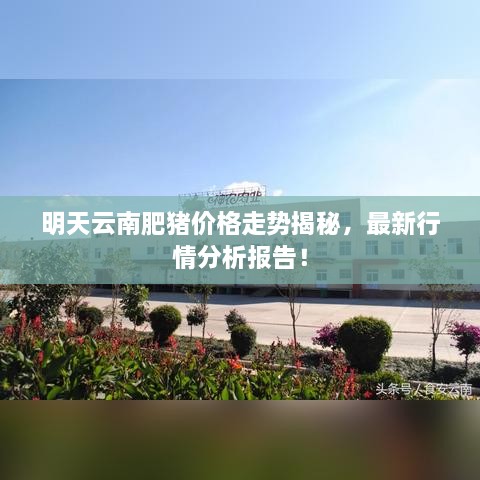 明天云南肥豬價(jià)格走勢(shì)揭秘，最新行情分析報(bào)告！