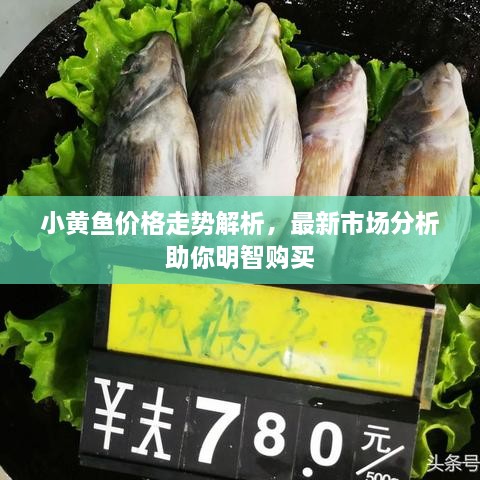 小黃魚價格走勢解析，最新市場分析助你明智購買