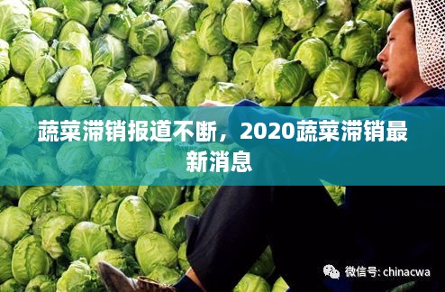蔬菜滯銷報道不斷，2020蔬菜滯銷最新消息 