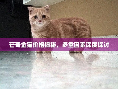 芒奇金貓價格揭秘，多重因素深度探討