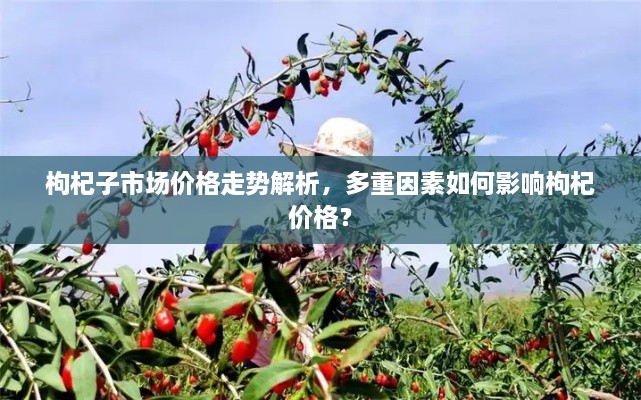 枸杞子市場價格走勢解析，多重因素如何影響枸杞價格？