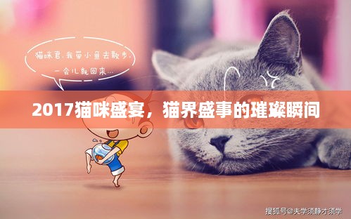 2017貓咪盛宴，貓界盛事的璀璨瞬間