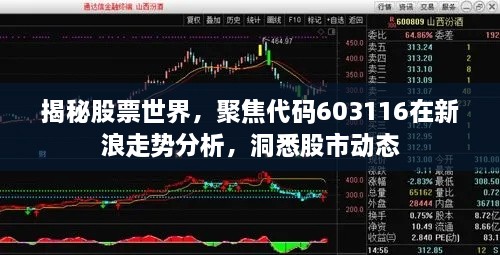 揭秘股票世界，聚焦代碼603116在新浪走勢分析，洞悉股市動態(tài)