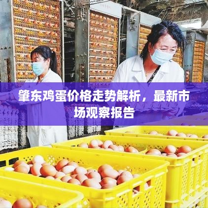 肇東雞蛋價格走勢解析，最新市場觀察報告