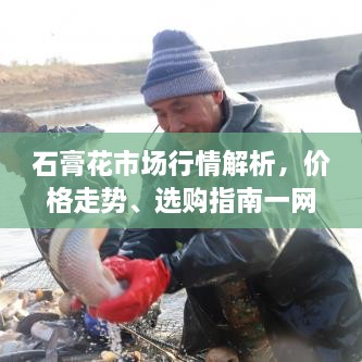 石膏花市場行情解析，價(jià)格走勢、選購指南一網(wǎng)打盡
