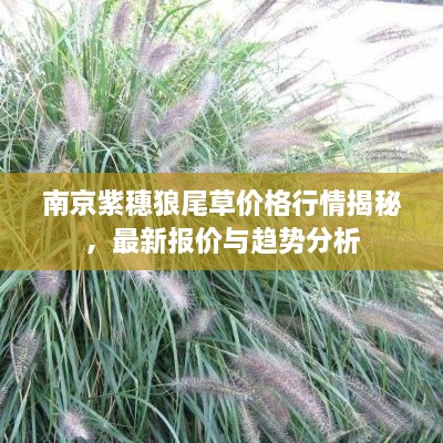 南京紫穗狼尾草價格行情揭秘，最新報價與趨勢分析