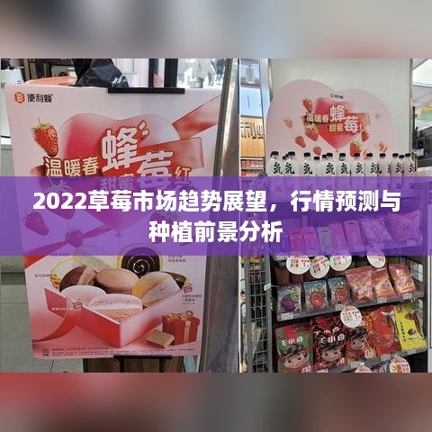 2022草莓市場趨勢展望，行情預(yù)測與種植前景分析