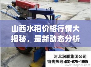 山西水稻價(jià)格行情大揭秘，最新動(dòng)態(tài)分析！
