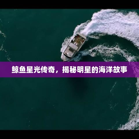 鯨魚(yú)星光傳奇，揭秘明星的海洋故事