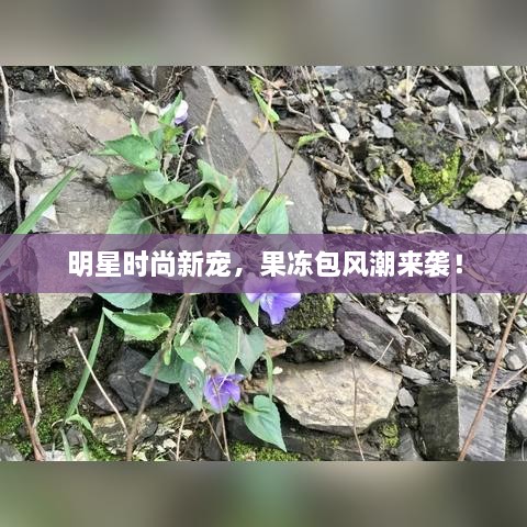 明星時(shí)尚新寵，果凍包風(fēng)潮來(lái)襲！