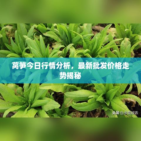 萵筍今日行情分析，最新批發(fā)價(jià)格走勢(shì)揭秘