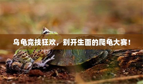 烏龜競技狂歡，別開生面的爬龜大賽！