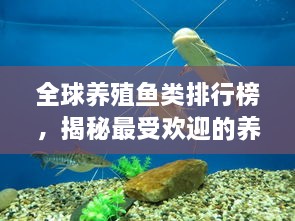 全球養(yǎng)殖魚(yú)類(lèi)排行榜，揭秘最受歡迎的養(yǎng)殖魚(yú)類(lèi)種類(lèi)！