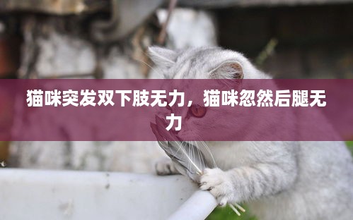 貓咪突發(fā)雙下肢無(wú)力，貓咪忽然后腿無(wú)力 
