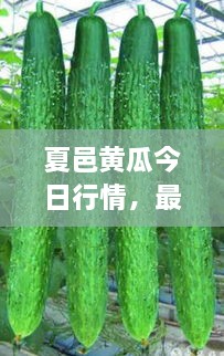 夏邑黃瓜今日行情，最新價(jià)格一網(wǎng)打盡