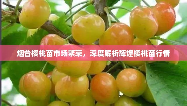 煙臺(tái)櫻桃苗市場(chǎng)繁榮，深度解析輝煌櫻桃苗行情