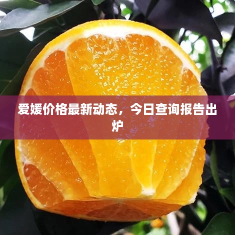 愛媛價格最新動態(tài)，今日查詢報告出爐