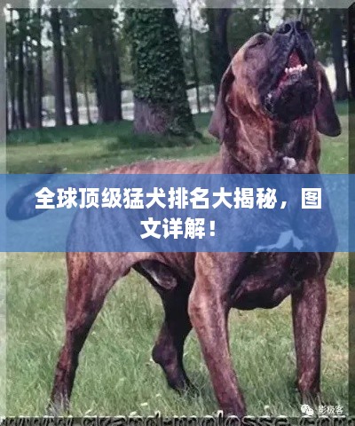 全球頂級猛犬排名大揭秘，圖文詳解！