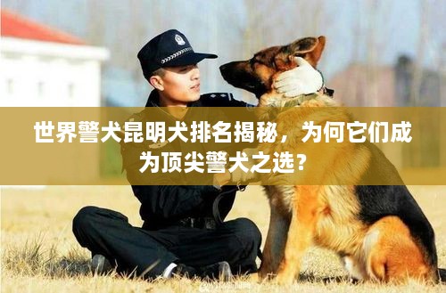 世界警犬昆明犬排名揭秘，為何它們成為頂尖警犬之選？