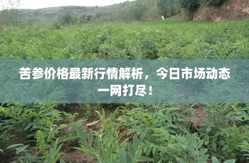 苦參價(jià)格最新行情解析，今日市場(chǎng)動(dòng)態(tài)一網(wǎng)打盡！