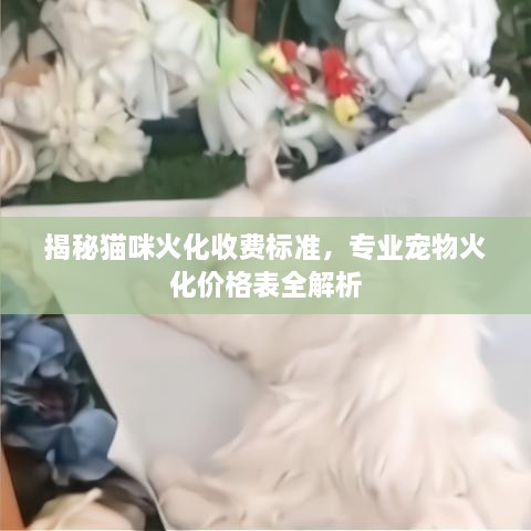 揭秘貓咪火化收費(fèi)標(biāo)準(zhǔn)，專業(yè)寵物火化價格表全解析