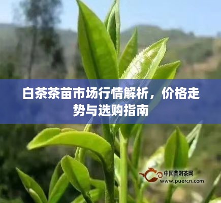 白茶茶苗市場行情解析，價格走勢與選購指南