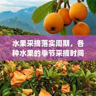 水果采摘落實周期，各種水果的季節(jié)采摘時間書 