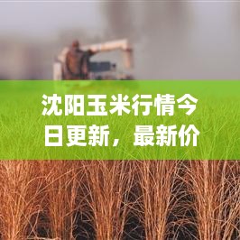 沈陽玉米行情今日更新，最新價格走勢分析