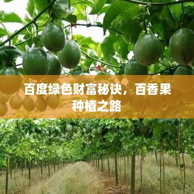 百度綠色財(cái)富秘訣，百香果種植之路