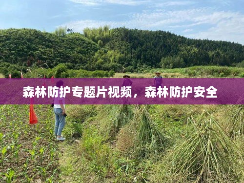 森林防護(hù)專(zhuān)題片視頻，森林防護(hù)安全 