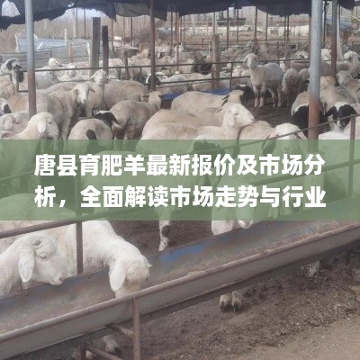 唐縣育肥羊最新報(bào)價(jià)及市場分析，全面解讀市場走勢與行業(yè)趨勢