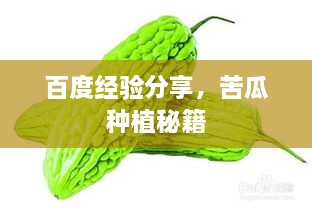 百度經(jīng)驗(yàn)分享，苦瓜種植秘籍