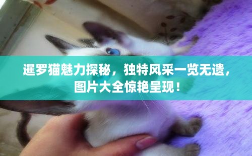 暹羅貓魅力探秘，獨(dú)特風(fēng)采一覽無(wú)遺，圖片大全驚艷呈現(xiàn)！