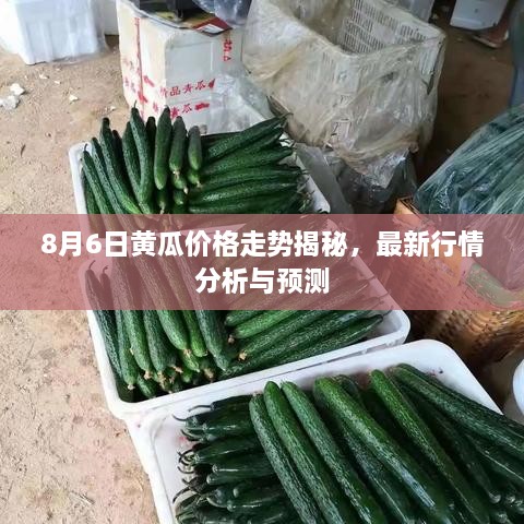 8月6日黃瓜價格走勢揭秘，最新行情分析與預(yù)測