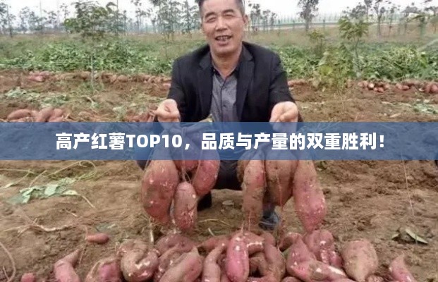 高產(chǎn)紅薯TOP10，品質(zhì)與產(chǎn)量的雙重勝利！