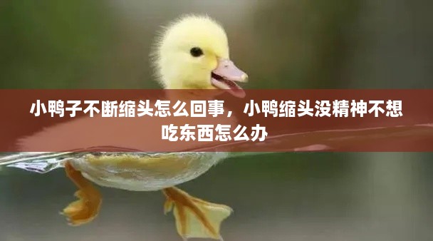 小鴨子不斷縮頭怎么回事，小鴨縮頭沒精神不想吃東西怎么辦 