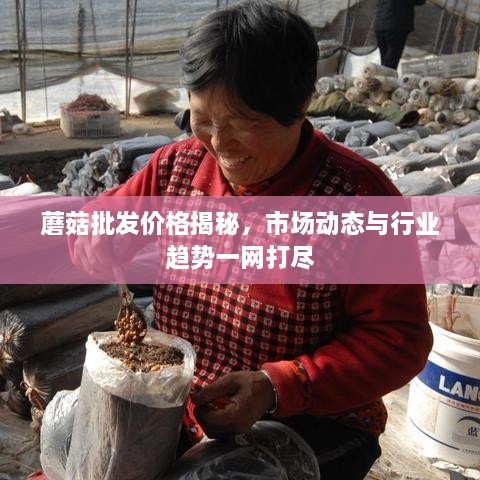 蘑菇批發(fā)價(jià)格揭秘，市場(chǎng)動(dòng)態(tài)與行業(yè)趨勢(shì)一網(wǎng)打盡