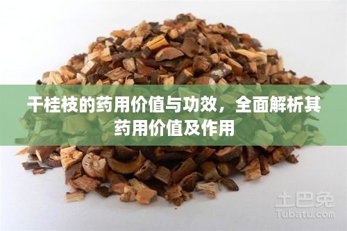 干桂枝的藥用價值與功效，全面解析其藥用價值及作用