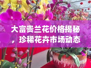 大富貴蘭花價(jià)格揭秘，珍稀花卉市場(chǎng)動(dòng)態(tài)與價(jià)值探究