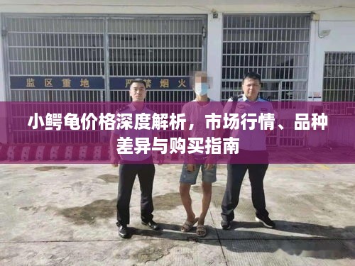 小鱷龜價格深度解析，市場行情、品種差異與購買指南