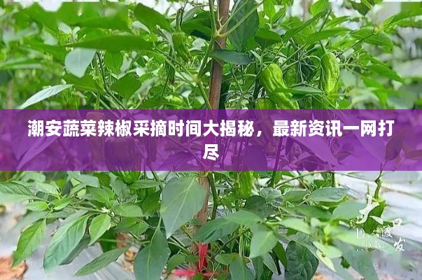 潮安蔬菜辣椒采摘時(shí)間大揭秘，最新資訊一網(wǎng)打盡
