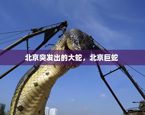 北京突發(fā)出的大蛇，北京巨蛇 
