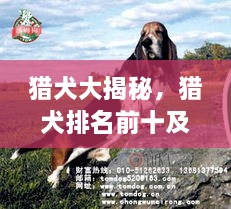 獵犬大揭秘，獵犬排名前十及詳細圖片介紹