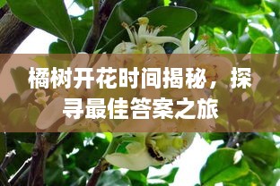 橘樹開花時(shí)間揭秘，探尋最佳答案之旅