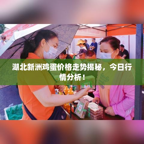 湖北新洲雞蛋價格走勢揭秘，今日行情分析！