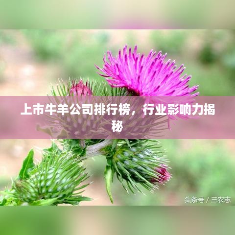 上市牛羊公司排行榜，行業(yè)影響力揭秘
