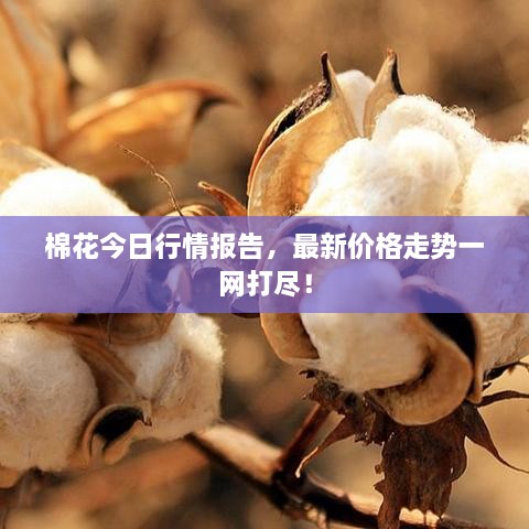 棉花今日行情報告，最新價格走勢一網(wǎng)打盡！