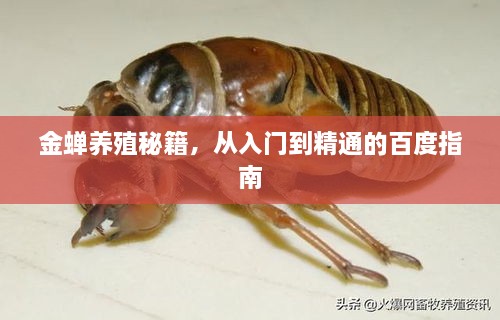 金蟬養(yǎng)殖秘籍，從入門到精通的百度指南